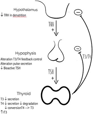 hypothyroidism and ck levels